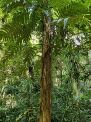 Rhaphidophora decursiva