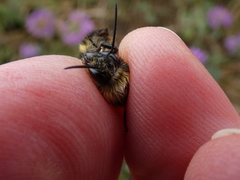 Bombus caliginosus