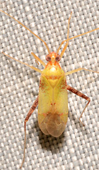 Phytocoris luteolus
