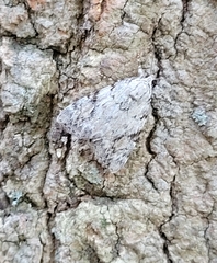 Catocala amica