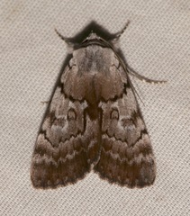 Catocala sordida