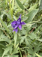Delphinium brachycentrum