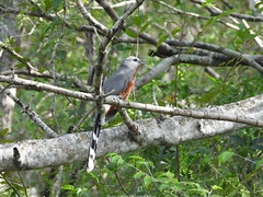 Coccyzus rufigularis