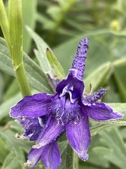 Delphinium brachycentrum