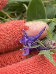 Delphinium brachycentrum