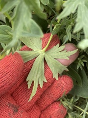 Delphinium brachycentrum