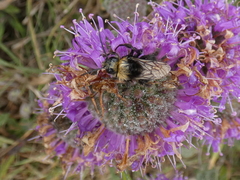 Bombus caliginosus