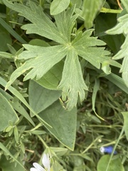 Delphinium brachycentrum