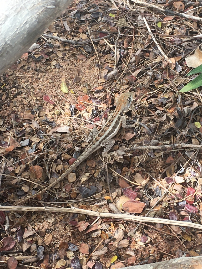 Tropidurus cocorobensis