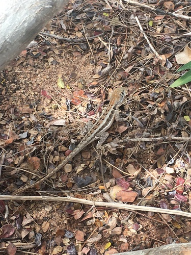 Tropidurus cocorobensis