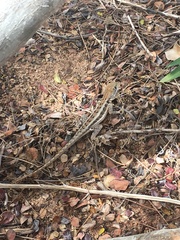 Tropidurus cocorobensis