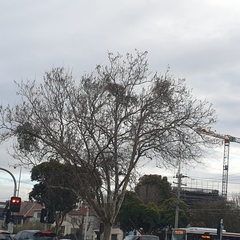 Muellerina eucalyptoides