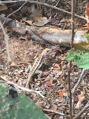 Tropidurus cocorobensis