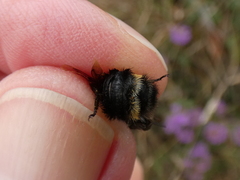 Bombus caliginosus