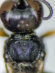 Ectemnius borealis