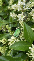 Cetonia aurata