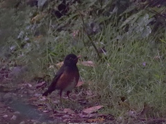 Turdus swalesi