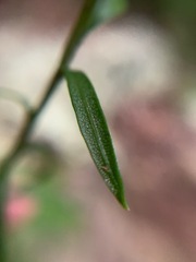 Liatrinae