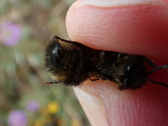 Bombus caliginosus