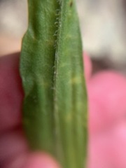 Liatrinae
