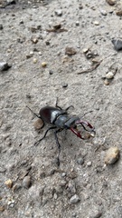 Lucanus cervus