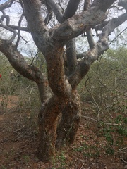 Commiphora leptophloeos
