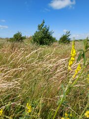 Melilotus altissimus