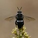 Caupolicana albiventris - Photo (c) Brandon Ortiz Arenas, some rights reserved (CC BY-NC), uploaded by Brandon Ortiz Arenas