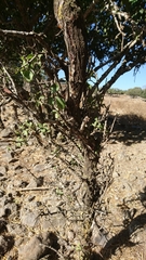 Prunus ursina