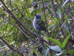 Microligea palustris