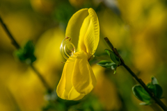 Cytisus grandiflorus