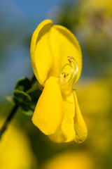 Cytisus grandiflorus