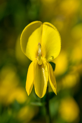 Cytisus grandiflorus