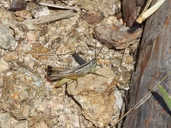Staurorhectus longicornis