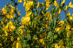 Cytisus grandiflorus