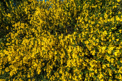 Cytisus grandiflorus
