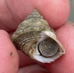 Trochomodulus catenulatus