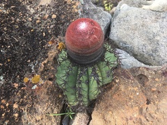 Melocactus zehntneri