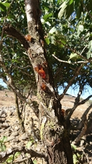 Prunus ursina