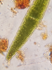 Closterium lunula