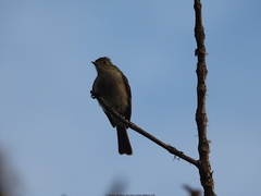 Elaenia fallax cherriei