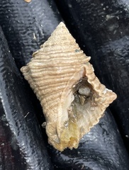 Cymia tectum
