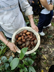 Barringtonia macrostachya