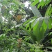 Ficus pseudopalma - Photo 由 Liselle Santos 所上傳的 (c) Liselle Santos，保留部份權利CC BY-NC-SA