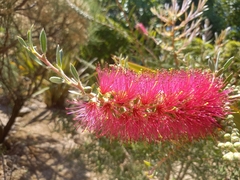 Melaleuca