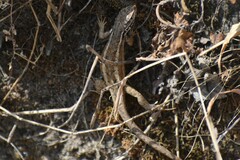 Stenocercus ornatissimus