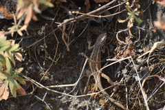 Stenocercus ornatissimus