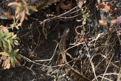 Stenocercus ornatissimus