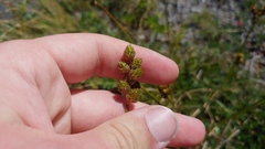 Carex cumulata