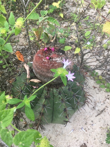 Melocactus pruinosus